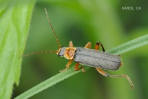 Cantharis nigricans (12)